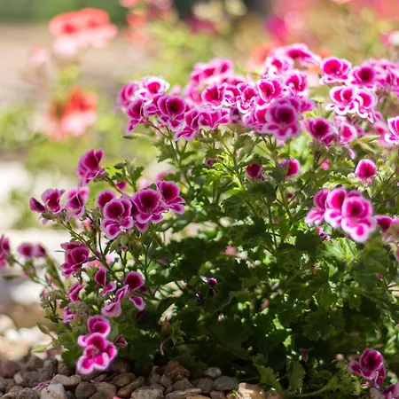 Residenziale Menhirs アパートホテル プトゥツ・イドゥ